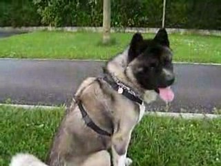 Luis & le collier à spray - Akita Américain