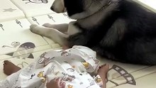Cute dog