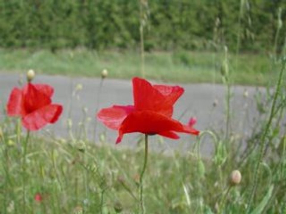 Marche Turque Mozart