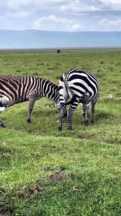 Zebra eating grass in safari park