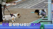 "앞으로 개를 더 예뻐하지 마세요" 엄마 보호자의 애정은 뽀삐를 향한 공격성을 키운다!?