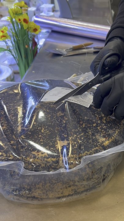 Rebelle Vulcan ☀️🥰