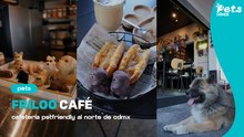 FRILOO CAFÉ CDMX: spot petfriendly con menú para perros