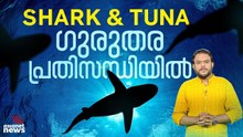 സ്രാവുകളും ട്യൂണയും പ്രതിസന്ധിയിൽ; കാണാം പ്രപഞ്ചവും മനുഷ്യനും | Sharks | Tuna | Global Warming