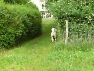 Luis & Collier à spray - Akita Américain