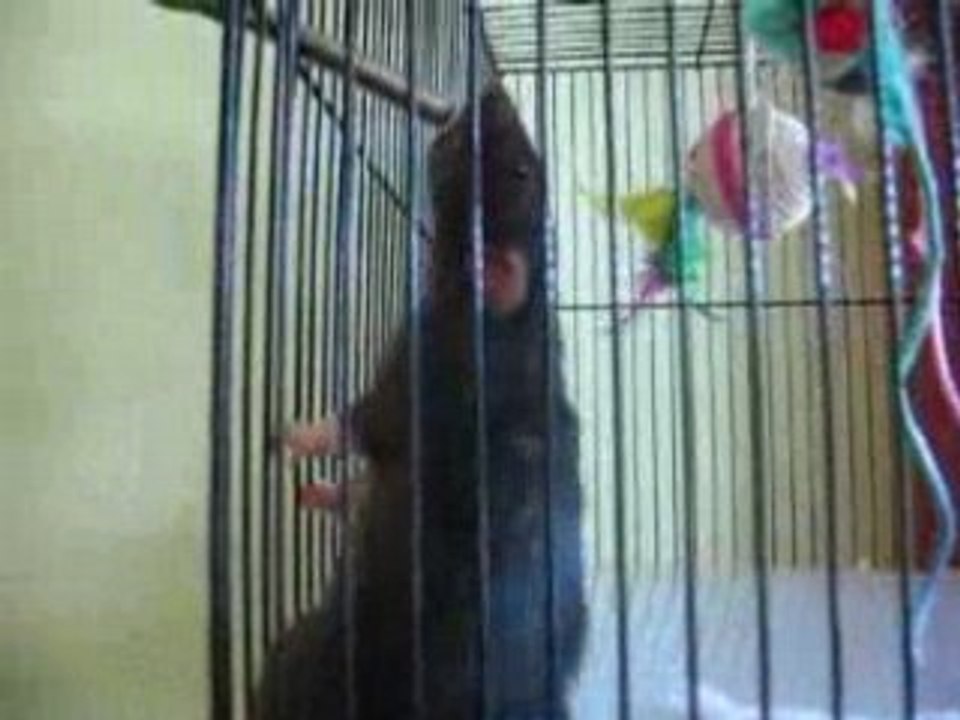 Mes rats dans leur cage