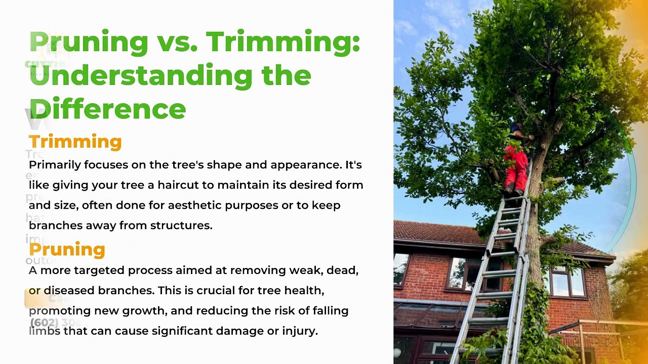 Cutting Edge Tree Services | Tree Service in Scottsdale AZ