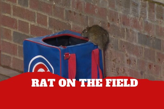 Rat steals the spotlight during MLB game at Wrigley Field