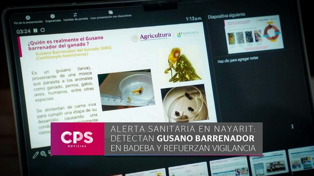 Alerta por gusano barrenador en Nayarit | CPS Noticias Puerto Vallarta