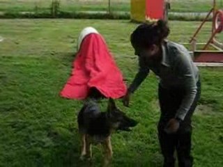 Début de l'apprentissage à l'agility