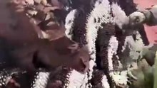 The world of bees