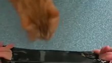 Trash Cat