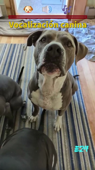 Vocalización canina 🐶🔊🎶 Dog vocalization.