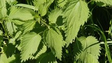 🌿 Brennnessel: Deutsch lernen mit Natur