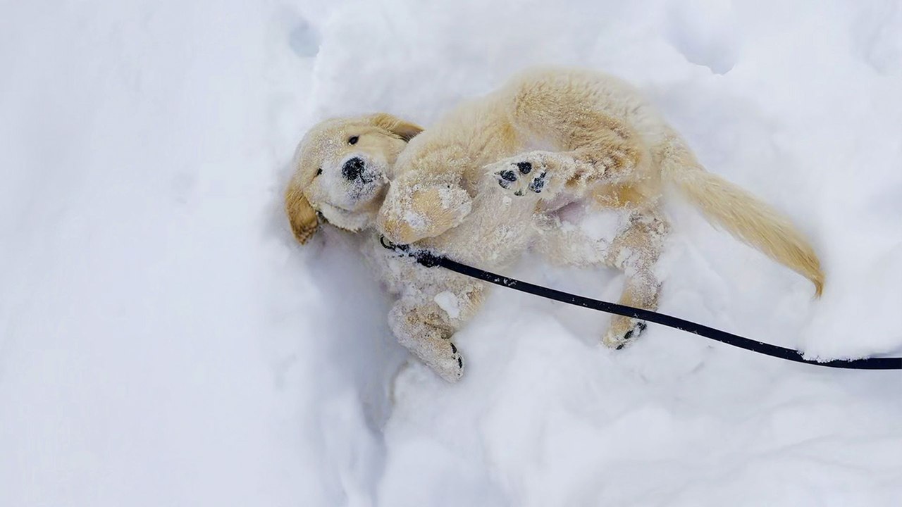 Golden Retriever Rings A Bell To Go Play In The Snow