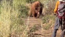 Huge bear charges at hiker in Angeles National Forrest