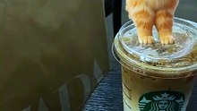 # TINY CAT ON TOP OF COFFEE