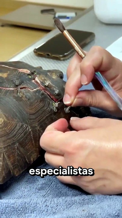 Veterinaria Reparando la Vida