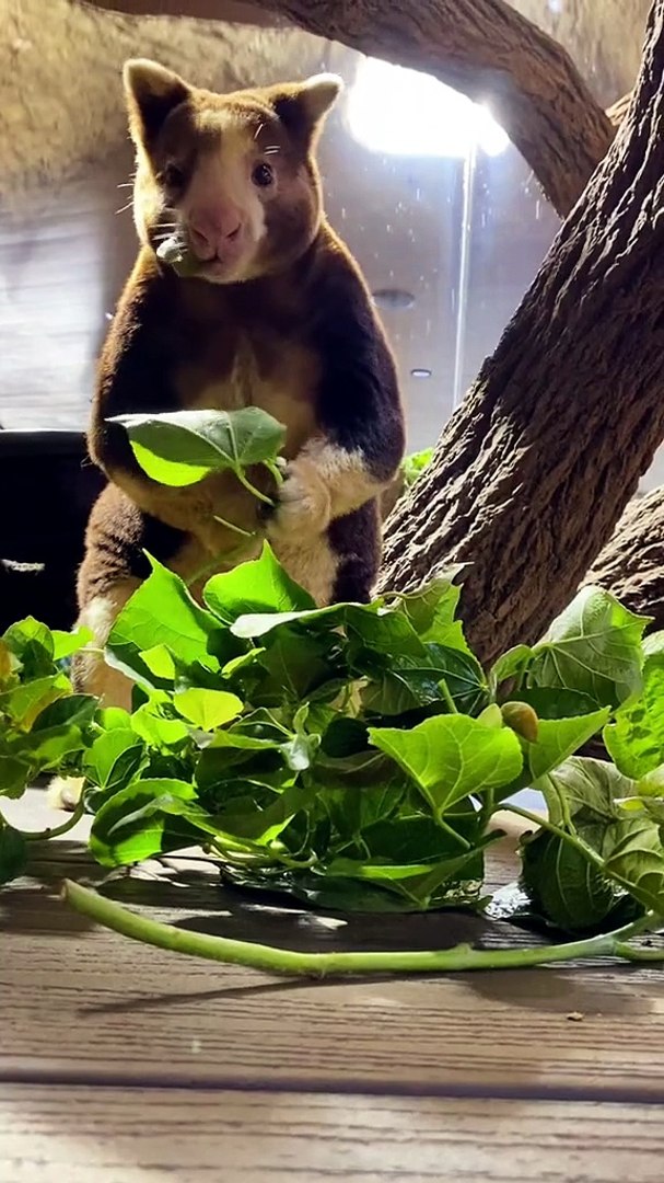 ⁣Tree kangaroo enjoying himself