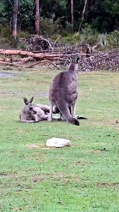 Australian kangaroos