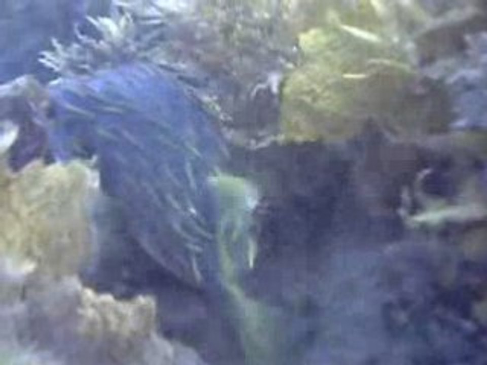 Poisson porc epic a Jervis Bay