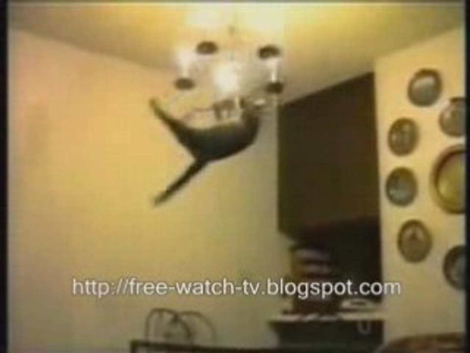 free watch tv online - funny cats, kittens moments