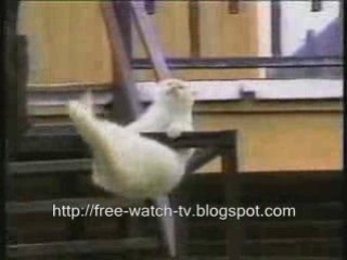 collection of cats and kitten funny, hilarious moments