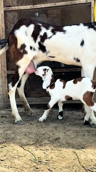 Beetal goat kid nursing from its mother.
