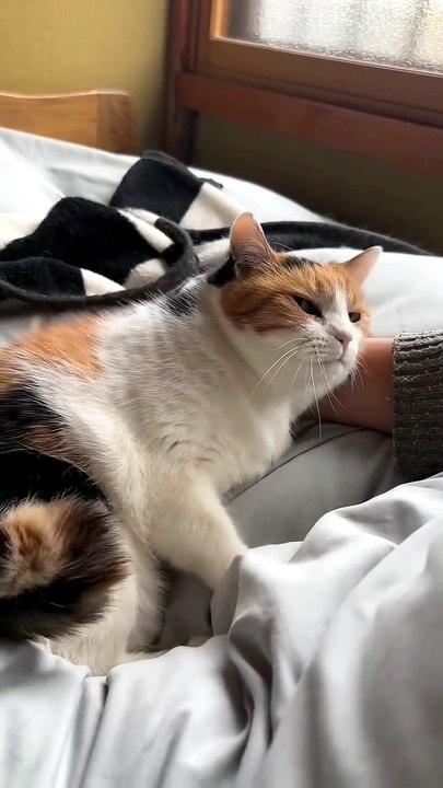 When a Kitten Trusts You This Much 🥺🐱
