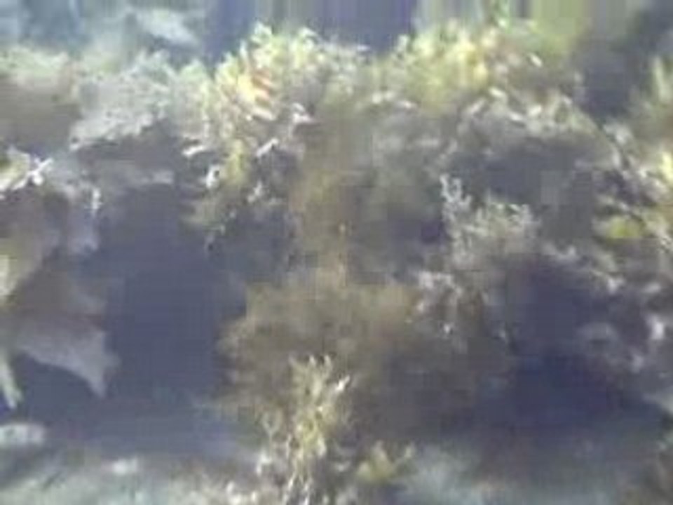 Quelques poissons inconnus