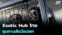 Exotic Hub ไทย ชุมทางสัตว์แปลก | เที่ยงทันข่าว | 23 เม.ย. 69