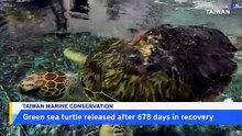 Rescued Green Sea Turtle Returns to Ocean After Two-Year Recovery on Land