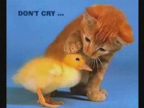 my another collection of animals, pets photos