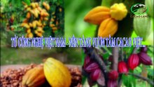 CACAO LAND – HÀNH TRÌNH NÂNG TẦM CACAO VIỆT