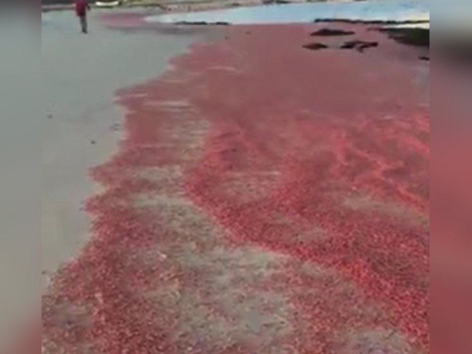 Unzählige garnelen und krebstiere lassen strand rosa-orange leuchten
