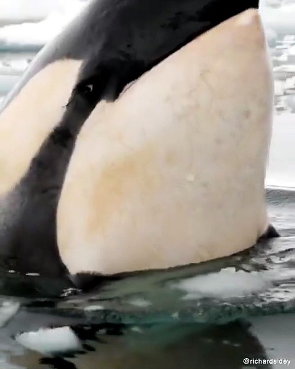 Something about Orcas watching you is deeply unsettling.