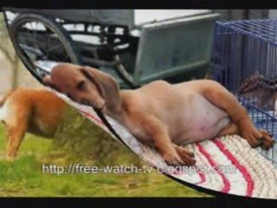 funny animals photos collection - with costume and not