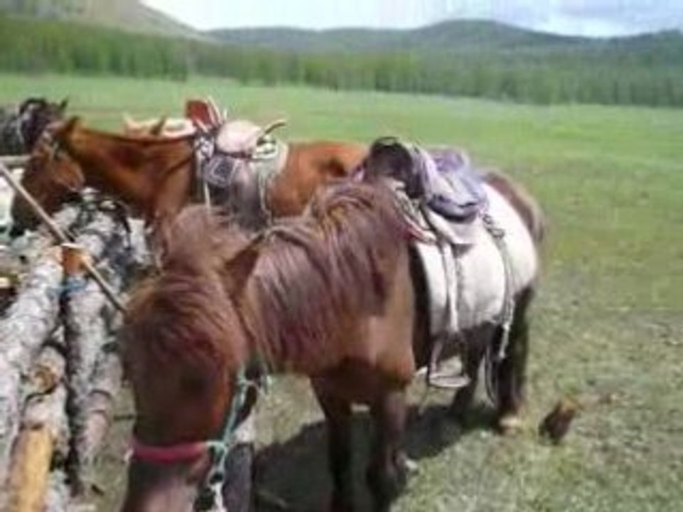 Attrape moutons
