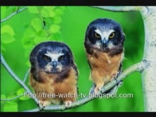 my collection of very funny animals pictures