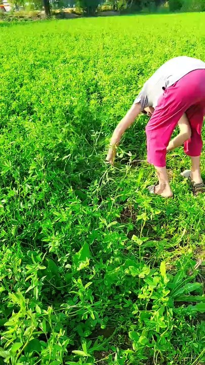 Punjabi mahol