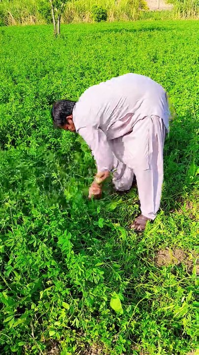 Punjabi mahol