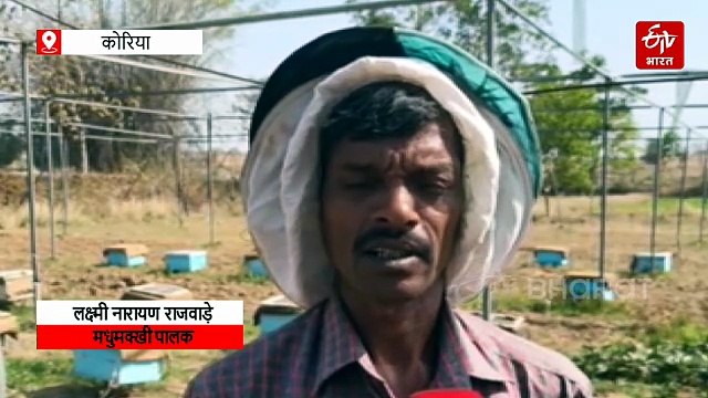हनी से बरसने लगी मनी, किसानों को कम लागत में मिला बड़ा मुनाफा,मधुमक्खी पालन अब कितना आसान