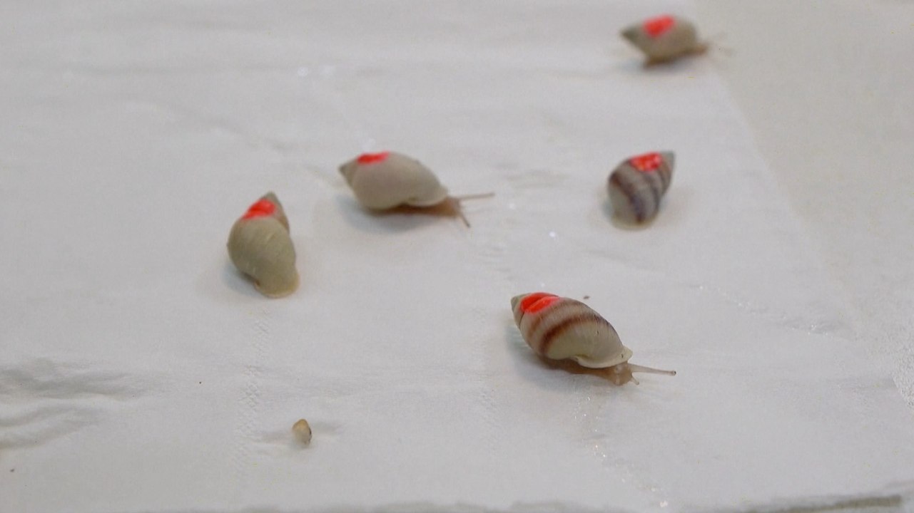Historic Return of Extinct-In-The-Wild Snails t...