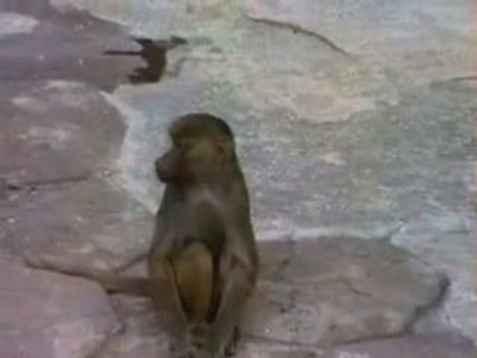 singe Miror humour - Funny Monkey Miror -www.dimajadid.com