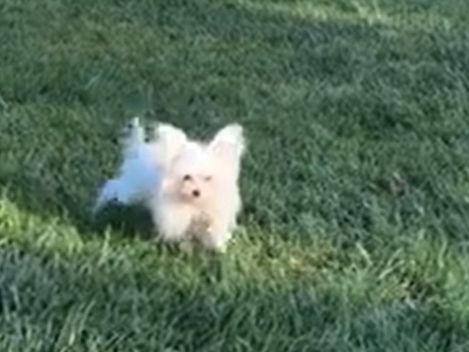 Heidi Klum: Neues Hündchen Fritz erkundet sein Zuhause