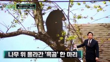 [김종석의 리포트]나무 위 올라간 ‘흑곰’, 중심 잃고 ‘쿵’