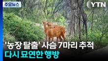 '농장 탈출' 사슴 7마리 추적...다시 묘연한 행방 / YTN