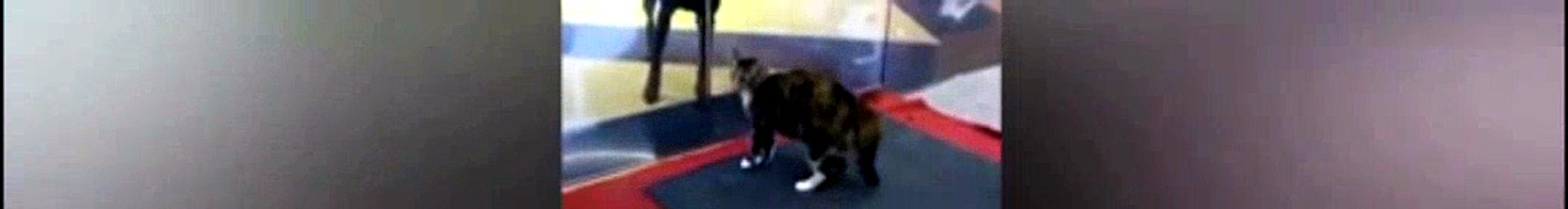 funny cats muted 9