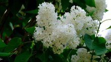 White Lilac Blossoms