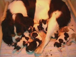 Naissance des chiots de carla_0001